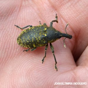 Larinus turbinatus