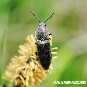 Limonius minutus