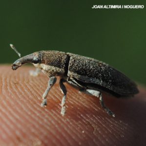 Lixus juncii