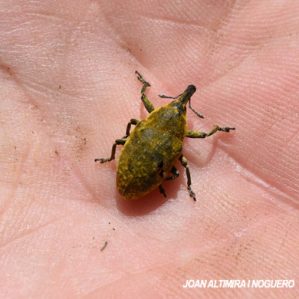 Larinus sturnus