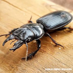 Scarites buparius