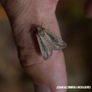 Mythimna putrescens