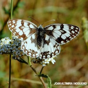 Melanargia russiae