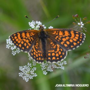 Melitaea athalia