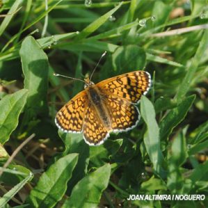 Melitaea cinxia