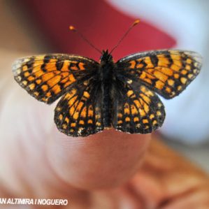 Melitaea diamina