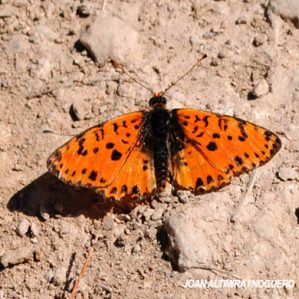 Melitaea didyma