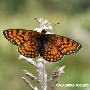 Melitaea phoebe