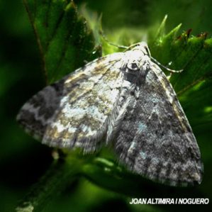 Mesotype verberata