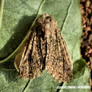 Mniotype occidentalis