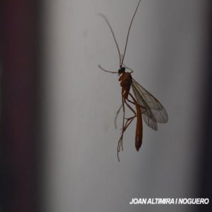 Netelia testacea
