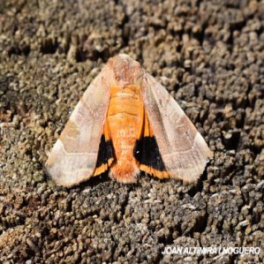 Noctua fimbriata