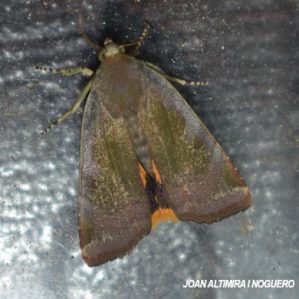Noctua janthe
