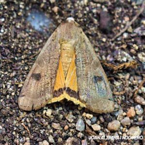 Noctua orbona