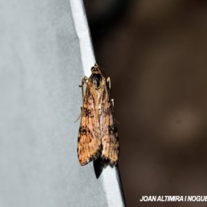 Nomophila noctuella
