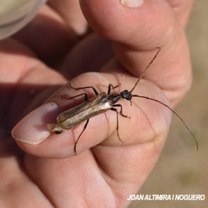 Vesperus xatarti