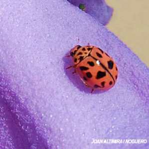 Oenopia conglobata