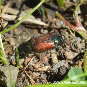 Phyllopertha horticola
