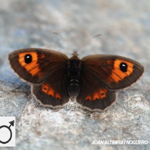 Pyronia bathseba
