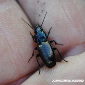 Pterostichus niger