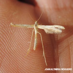 Pterophorus monodactylus