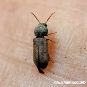 Ptilinus fuscus