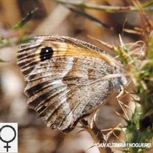 Pyronia cecilia