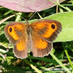 Pyronia tithonus