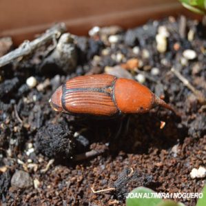 Rhynchophorus ferrugineus