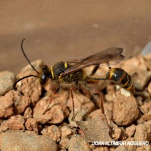 Sceliphron curvatum