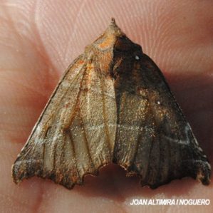 Scoliopteryx libatrix