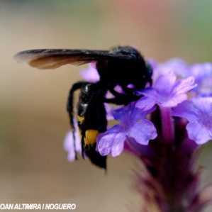 Scolia unifasciata