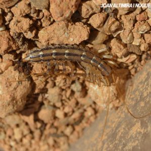 Scutigera coleoptrata