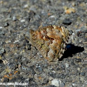 Hipparchia semele