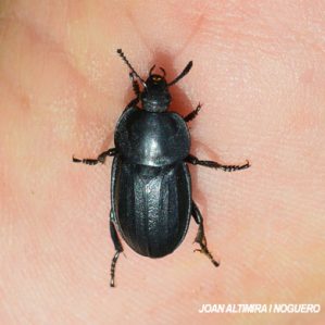 Silpha atrata
