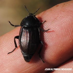 Phosphuga carinata