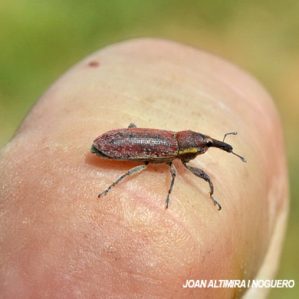 Sitophilus oryzae