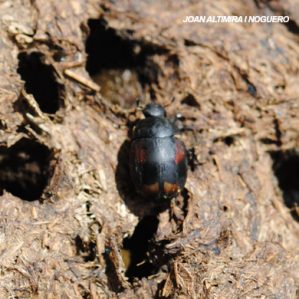 Sphaeridium scarabaeoides