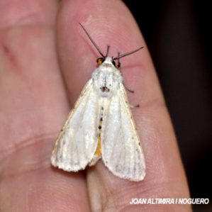 Spilosoma urticae