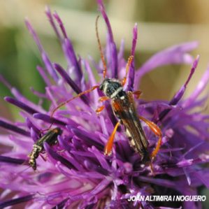 Stenopterus mauritanicus