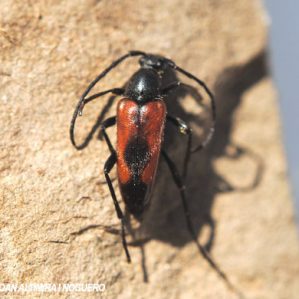 Stenurella bifasciata