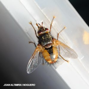 Tachina magnicornis
