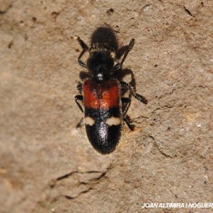 Tilloidea transversalis