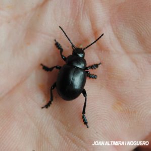 Timarcha Tenebricosa