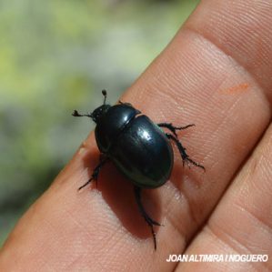 Trypocopris pyrenaeus