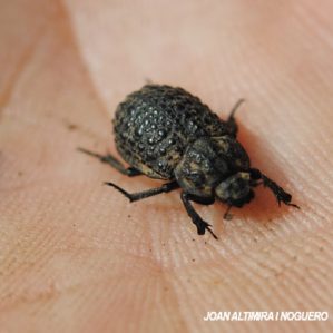 Trox scaber