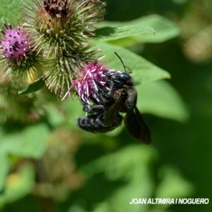 Xylocopa iris