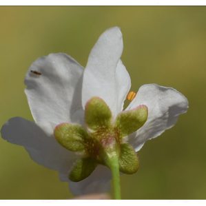 Diasèpal-a