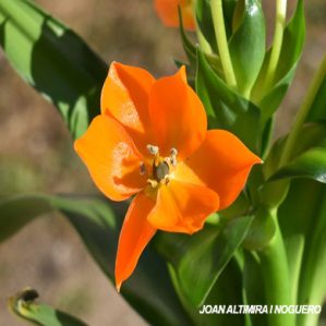 Ornithogalum dubium