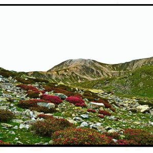 Alpestre